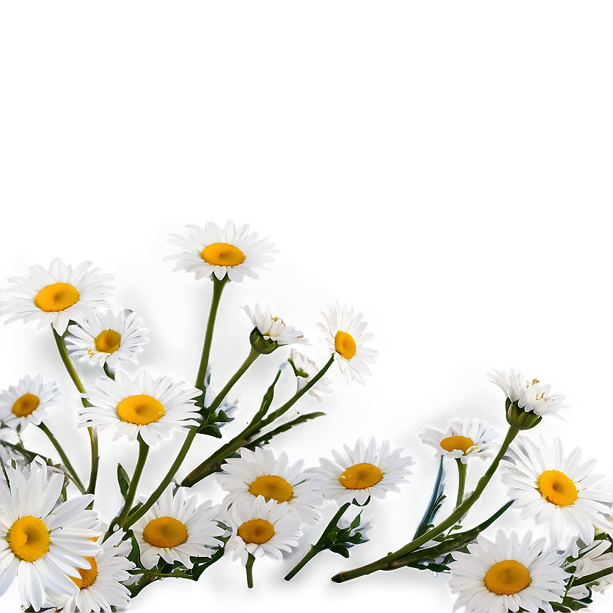 Daisies With Blue Sky Png 06122024 PNG Image