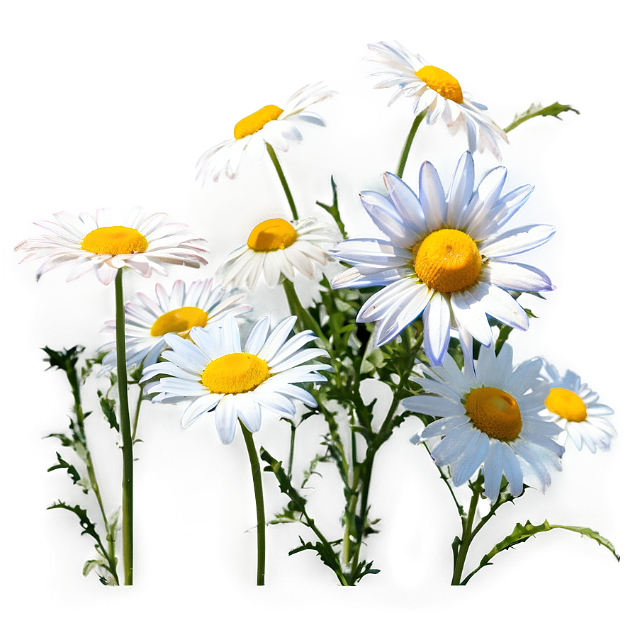 Daisies With Blue Sky Png 16 PNG Image