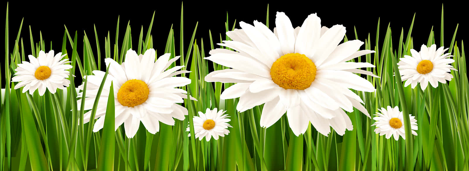 Daisiesand Green Grass Banner PNG Image