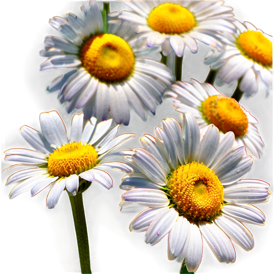 Daisy Bloom Png Drj PNG Image