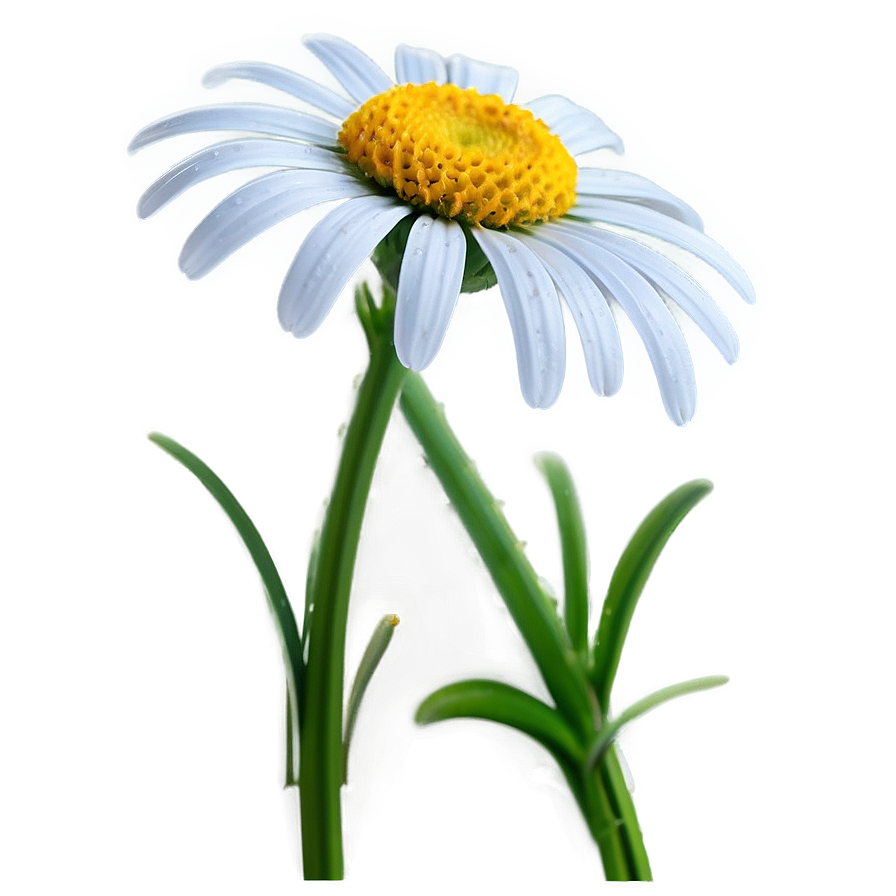 Daisy Border Png Wxo PNG Image