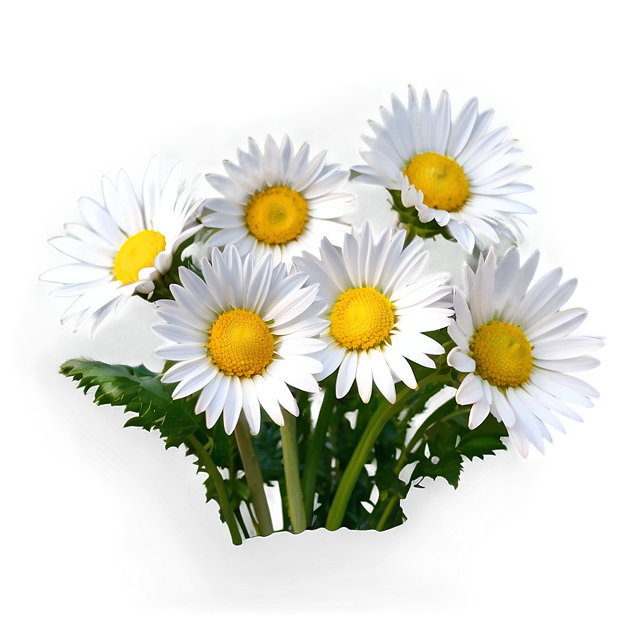 Daisy Bunch Png Ach PNG Image