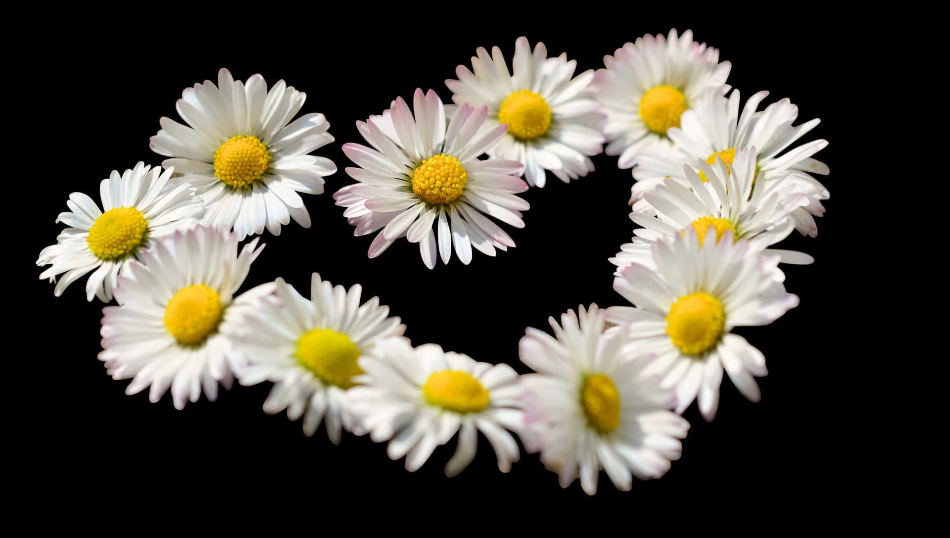 Daisy Chain Heart Formation PNG Image