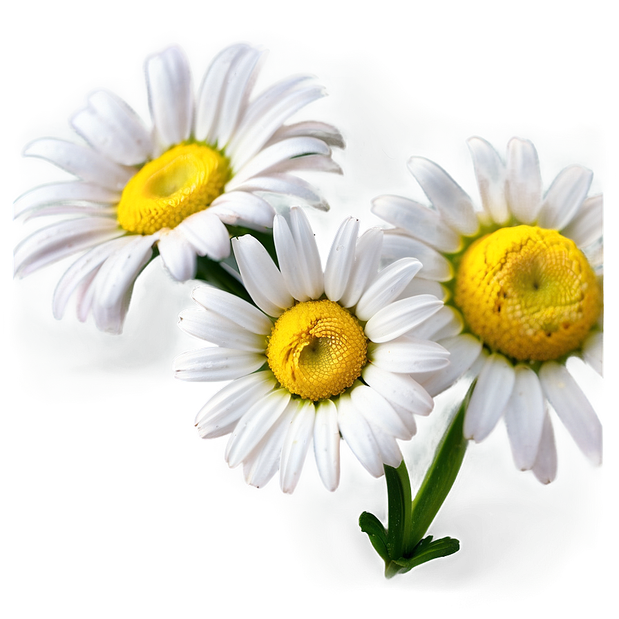 Daisy Clipart Png 84 PNG Image