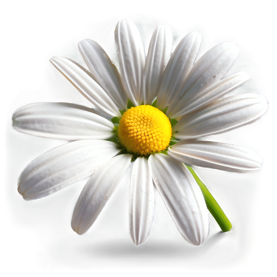 Daisy Clipart Png Mpj PNG Image