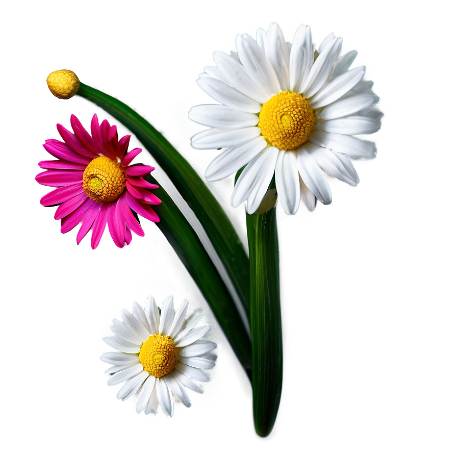 Daisy Decoration Png 86 PNG Image