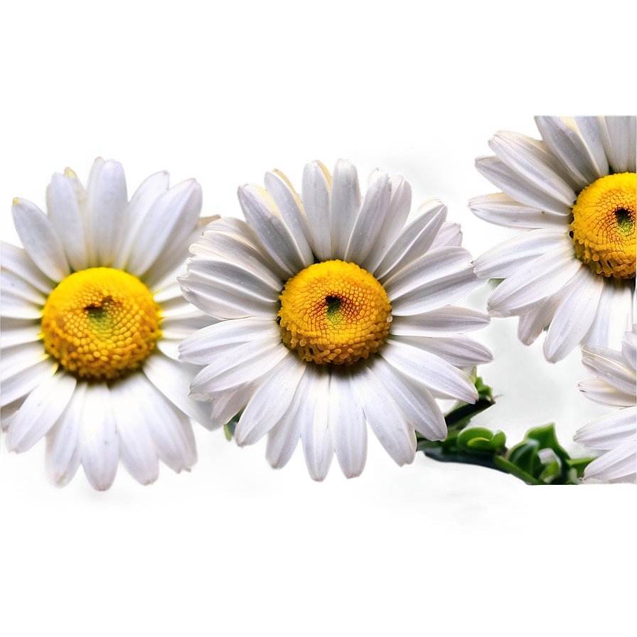 Daisy Fabric Png 19 PNG Image