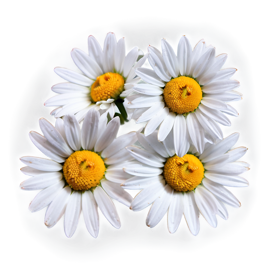 Daisy Fabric Png 49 PNG Image