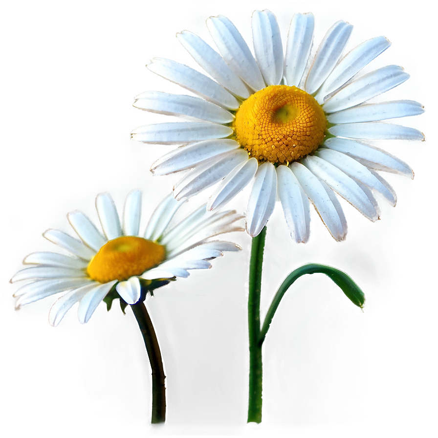 Daisy Field Png Pwx PNG Image