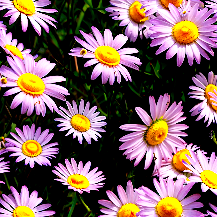 Daisy Field Png Ruf48 PNG Image