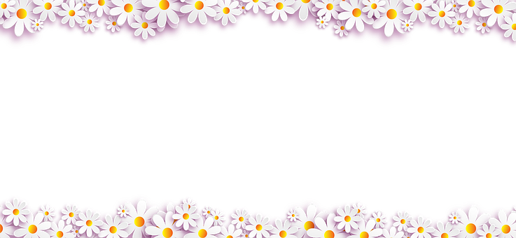 Daisy Flower Border Design PNG Image