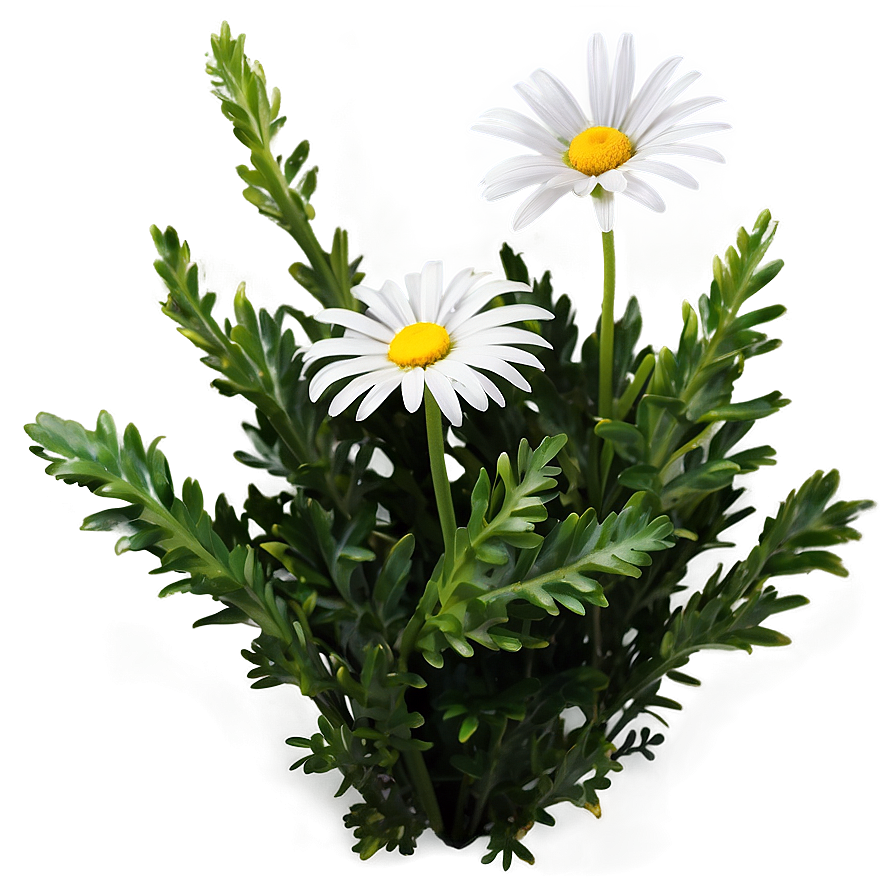 Daisy Flower Bush Png Kie PNG Image