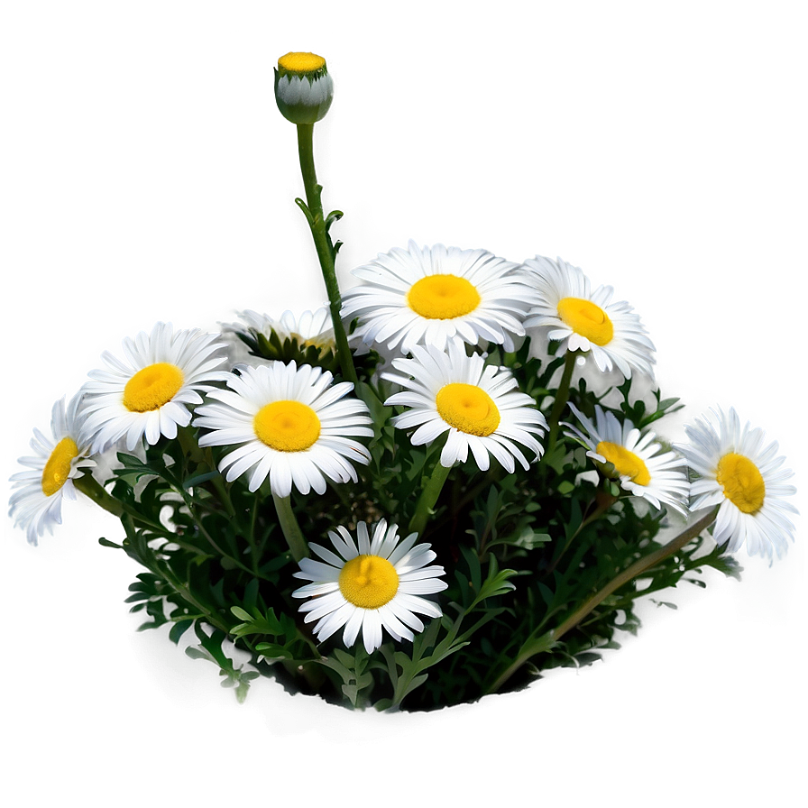 Daisy Flower Bush Png Vdl4 PNG Image