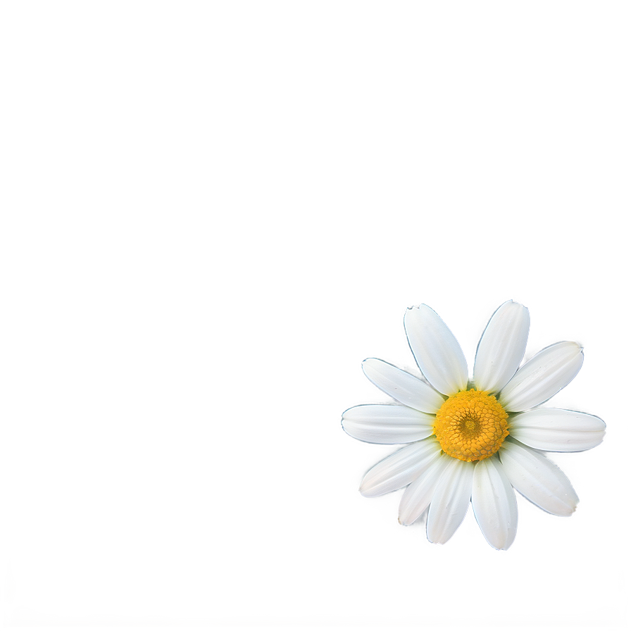 Daisy Flower Png 60 PNG Image