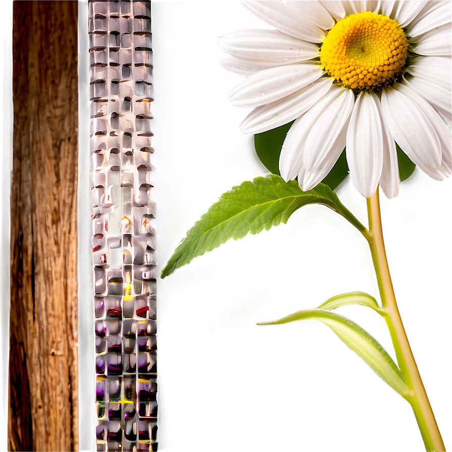 Daisy Frame Png 53 PNG Image