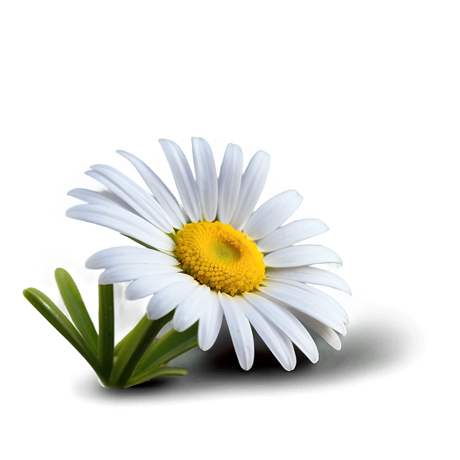 Daisy Icon Png 61 PNG Image