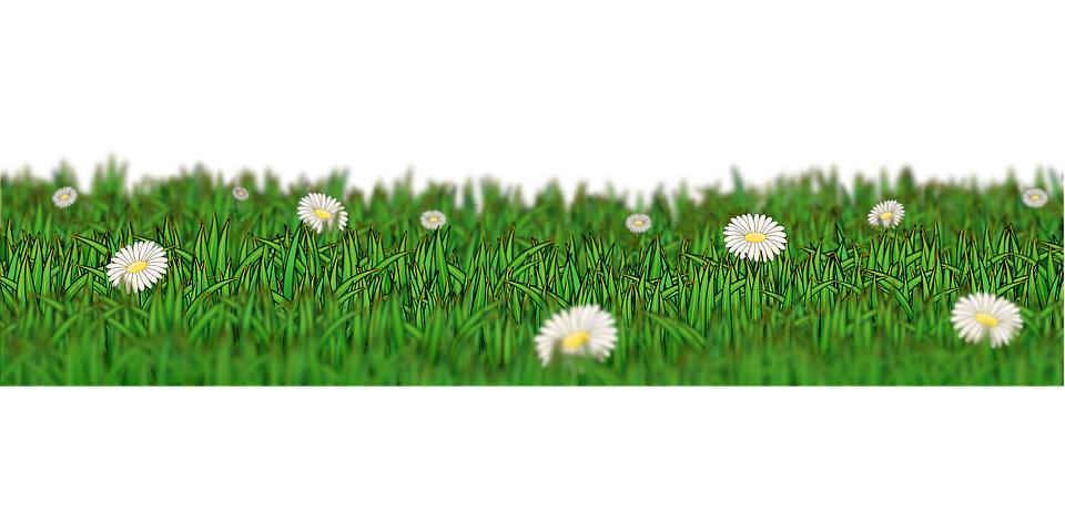 Daisy Meadow Panorama PNG Image