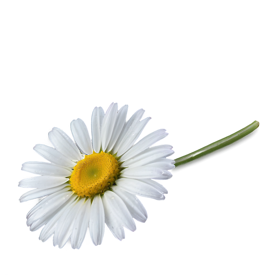 Daisy Outline Png 30 PNG Image