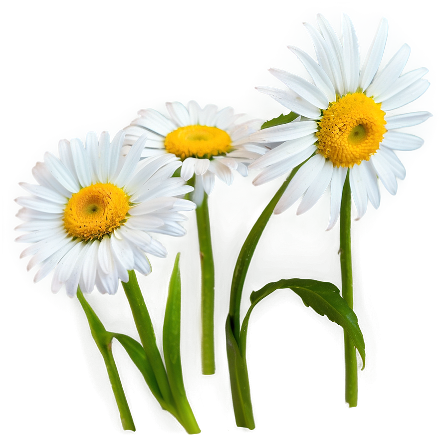 Daisy Outline Png Ufl PNG Image