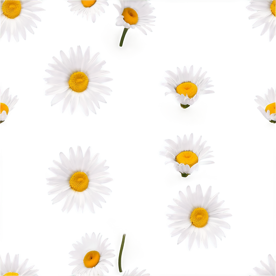 Daisy Pattern Png 05212024 PNG Image