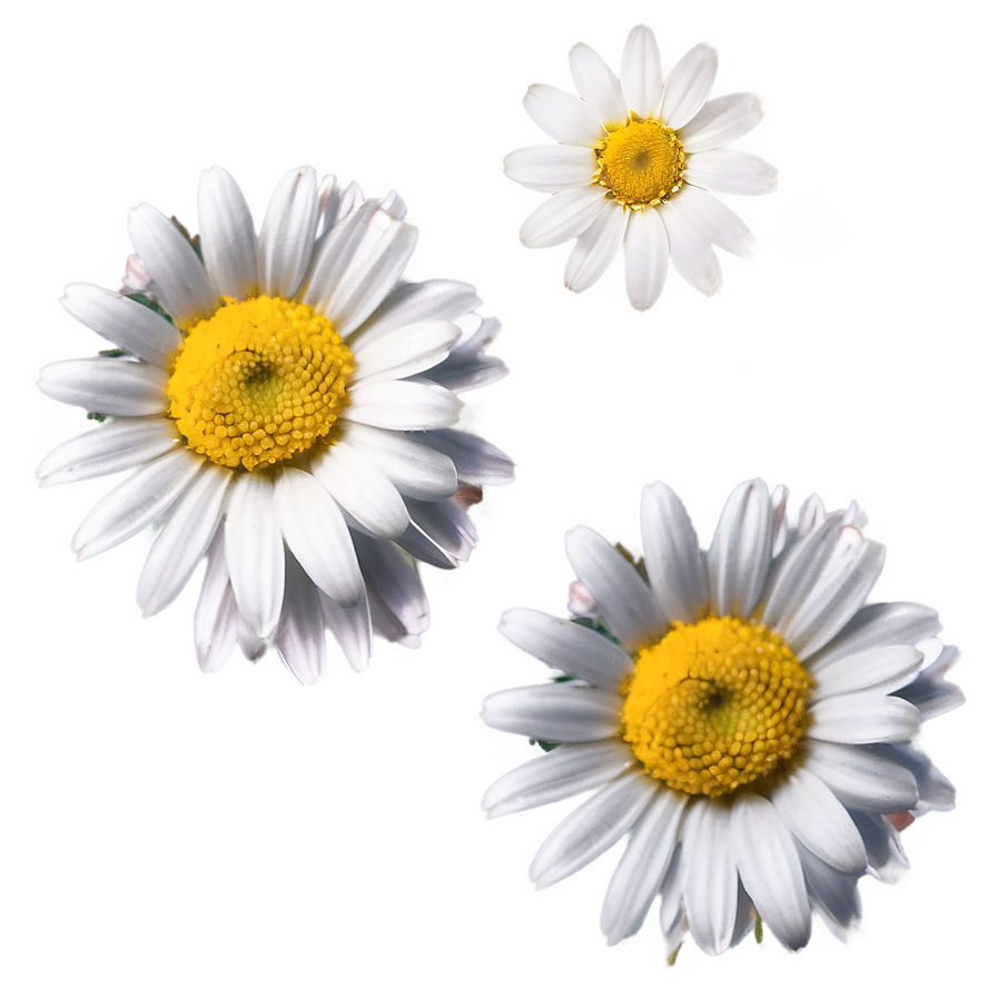 Daisy Petals Png 70 PNG Image