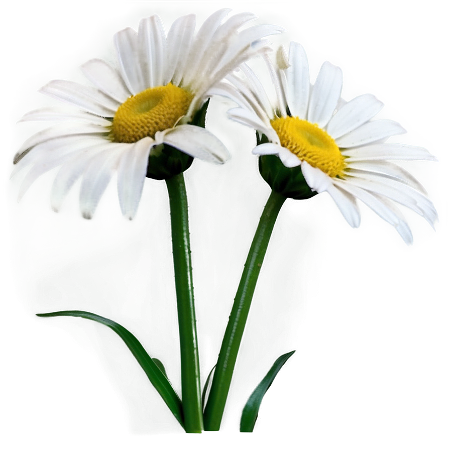 Daisy Print Png 05212024 PNG Image