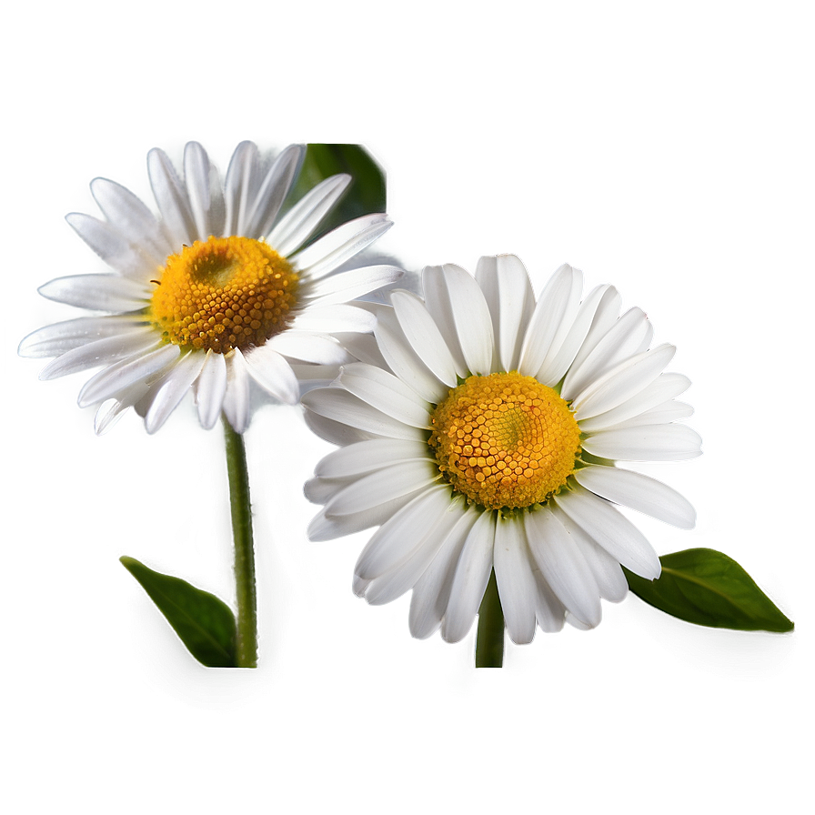 Daisy Seed Png Odp PNG Image