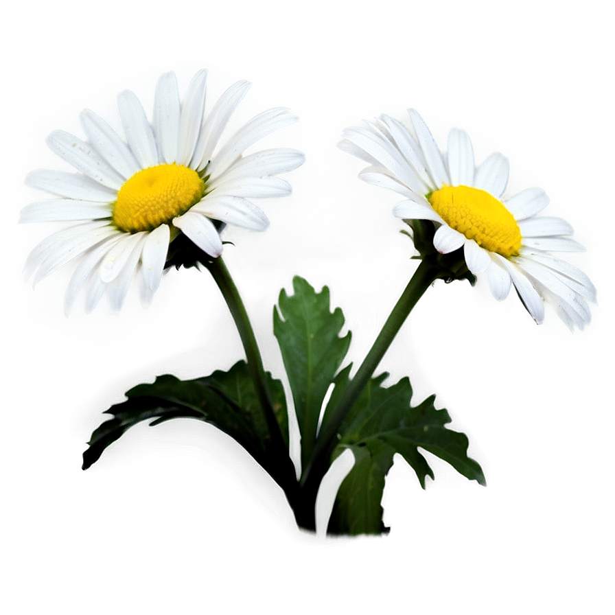 Daisy Silhouette Png Bdq PNG Image