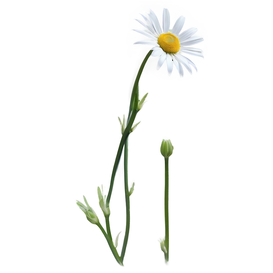 Daisy Stem Png 44 PNG Image