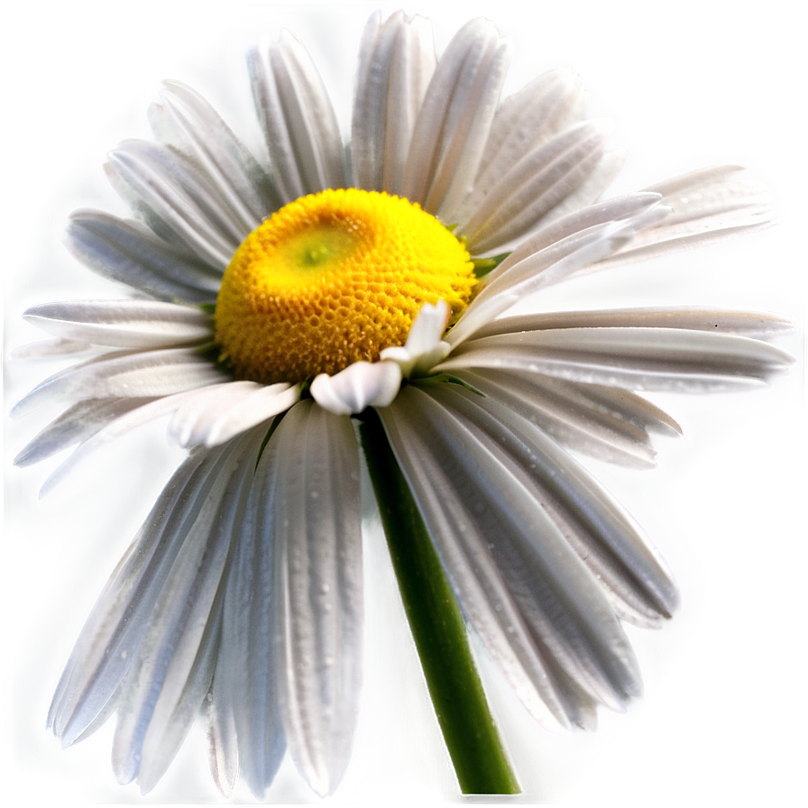 Daisy Texture Png 61 PNG Image