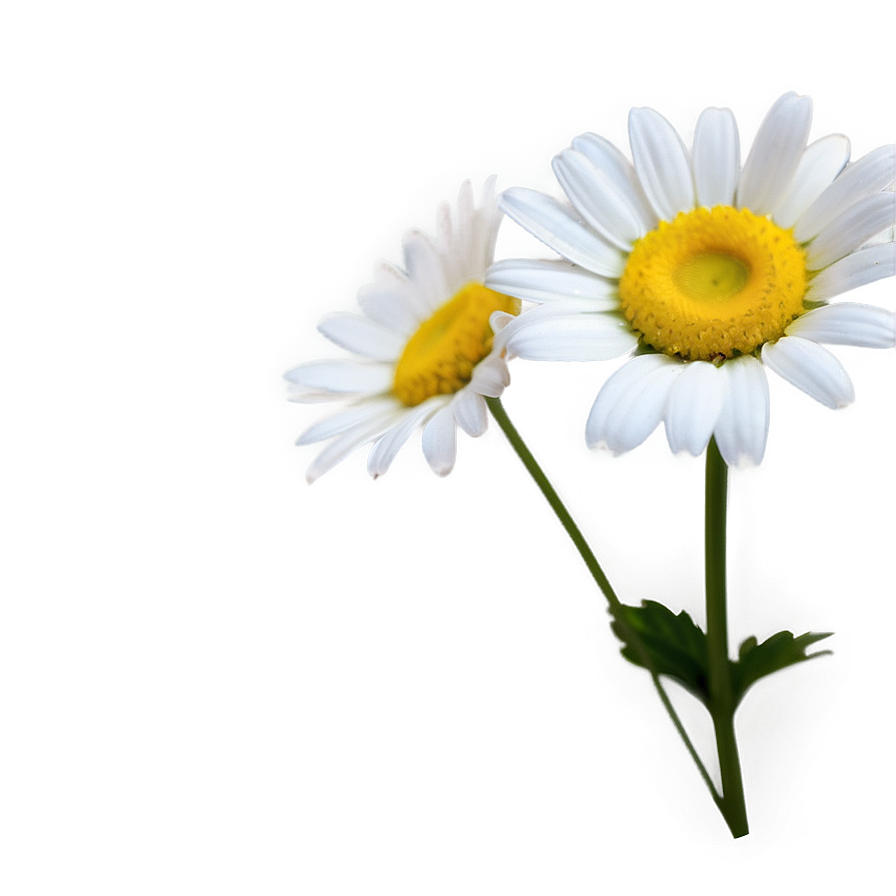 Daisy Wallpaper Png Egl27 PNG Image