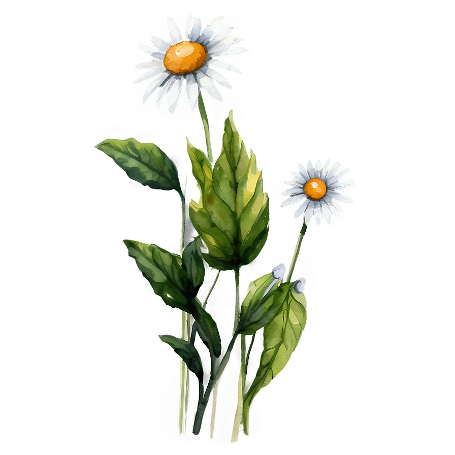 Daisy Watercolor Png 05212024 PNG Image