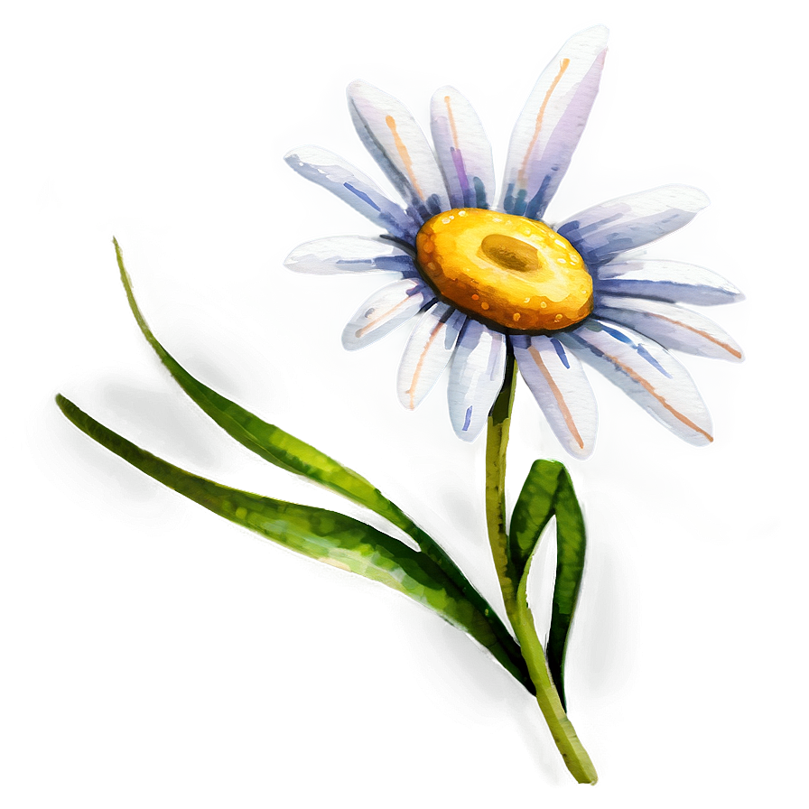 Daisy Watercolor Png 56 PNG Image