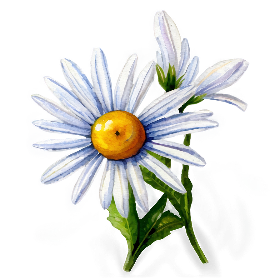 Daisy Watercolor Png Xhq64 PNG Image