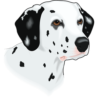 Dalmatian Dog Head Illustration PNG Image