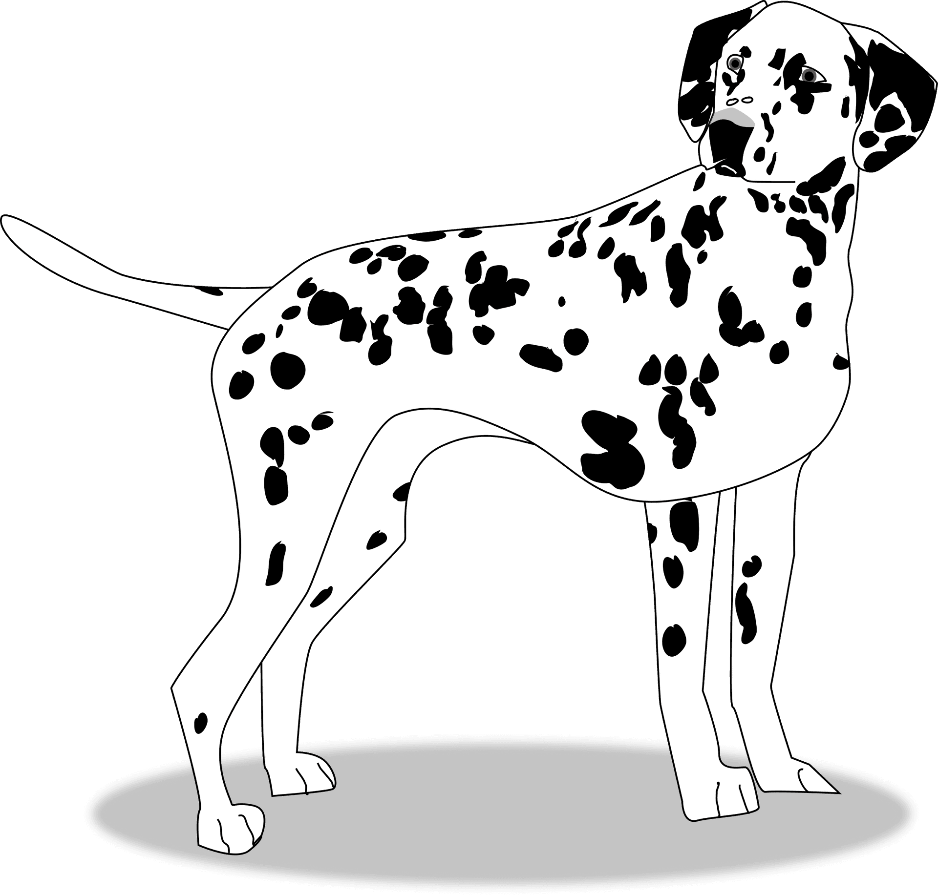 Dalmatian Dog Illustration PNG Image