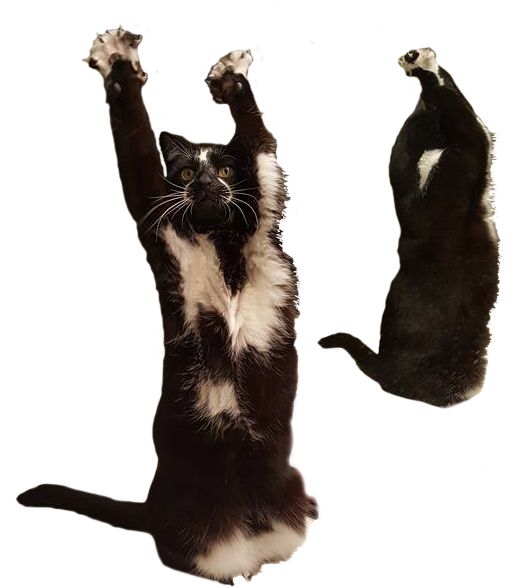 Dancing Catand Honey Badger Meme PNG Image