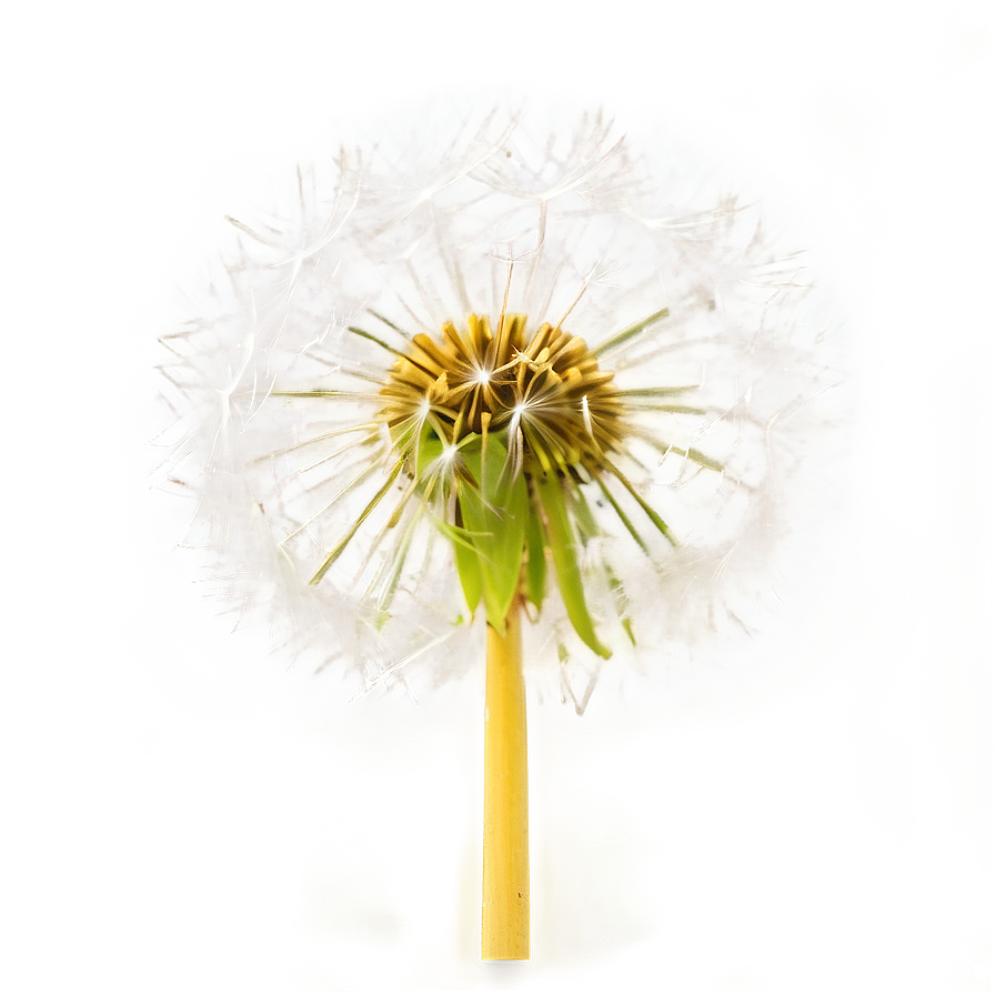 Dandelion Head Closeup Png Fvf13 PNG Image