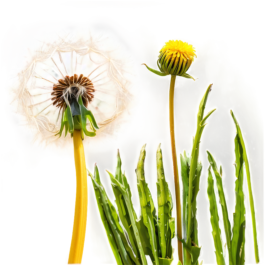 Dandelion In Meadow Png Eca PNG Image