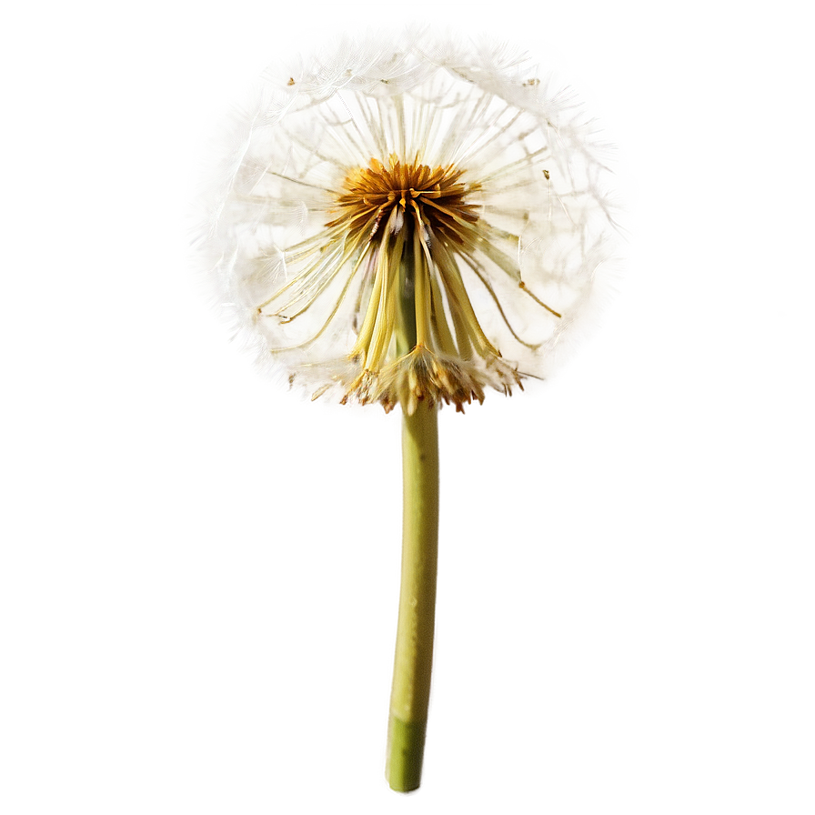 Dandelion In Meadow Png Uew8 PNG Image