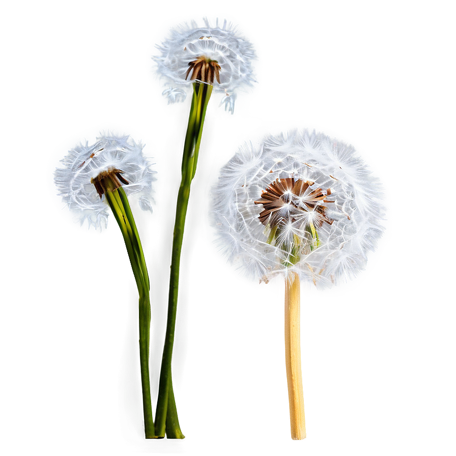 Dandelion In Snow Png 37 PNG Image