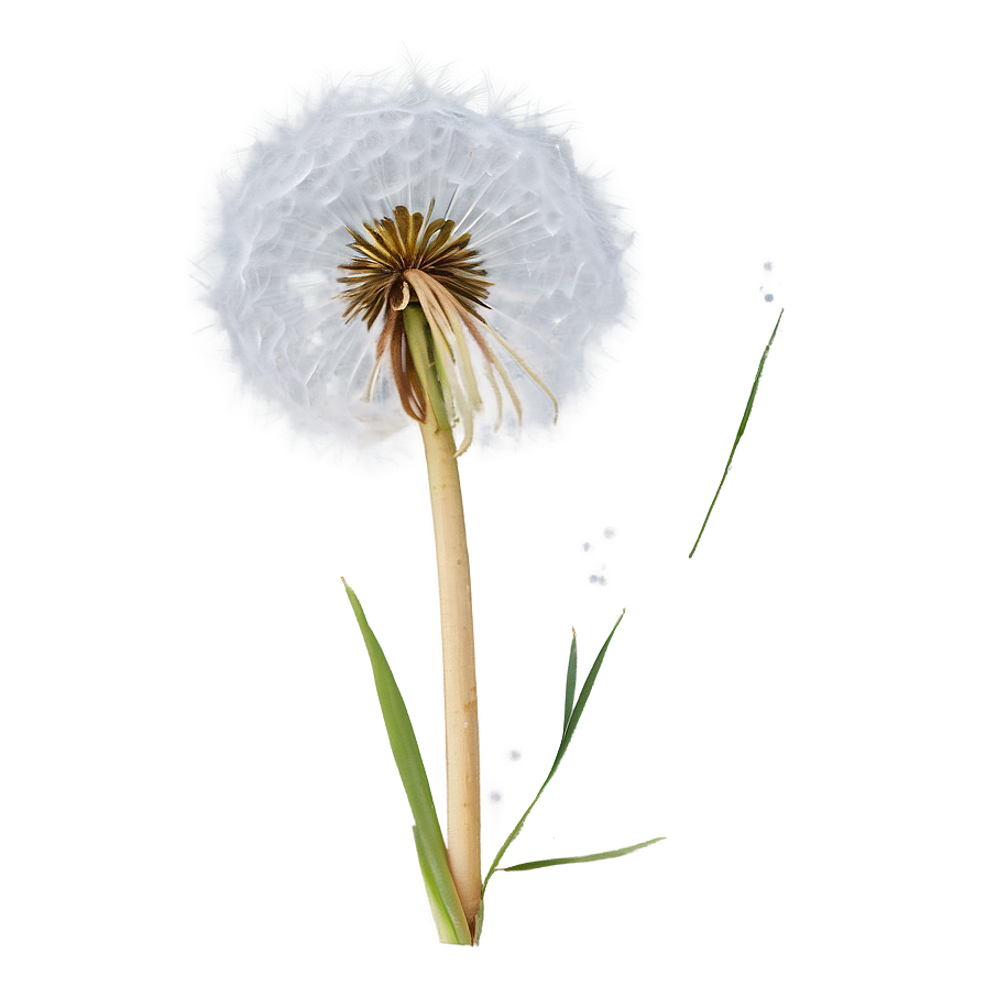 Dandelion In Snow Png Tlb23 PNG Image