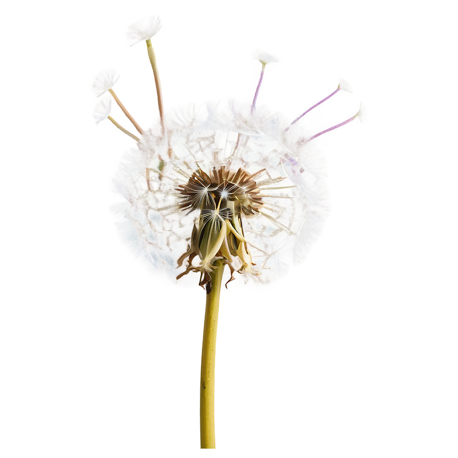 Dandelion In Sunlight Png Boi79 PNG Image