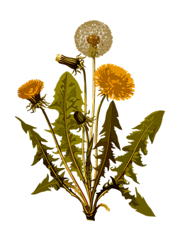 Dandelion Life Cycle Illustration PNG Image