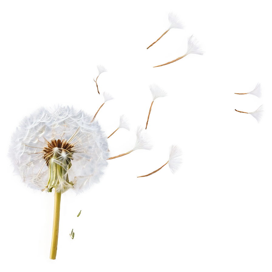 Dandelion Seed Blowing Png 51 PNG Image