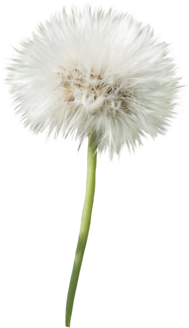 Dandelion Seed Head PNG Image