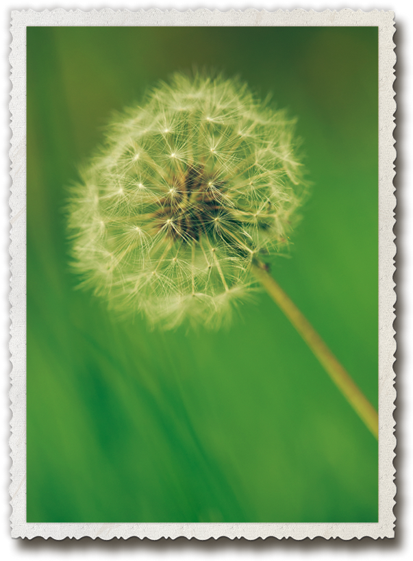 Dandelion Seed Head Nature Photo PNG Image