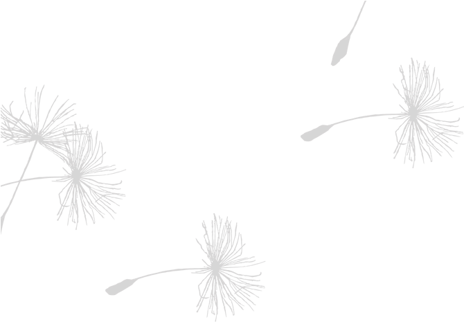 Dandelion Seeds Adrift Vector PNG Image