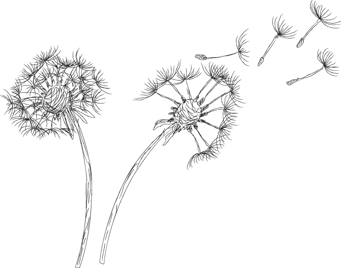 Dandelion Seeds Blowing In Wind PNG Image