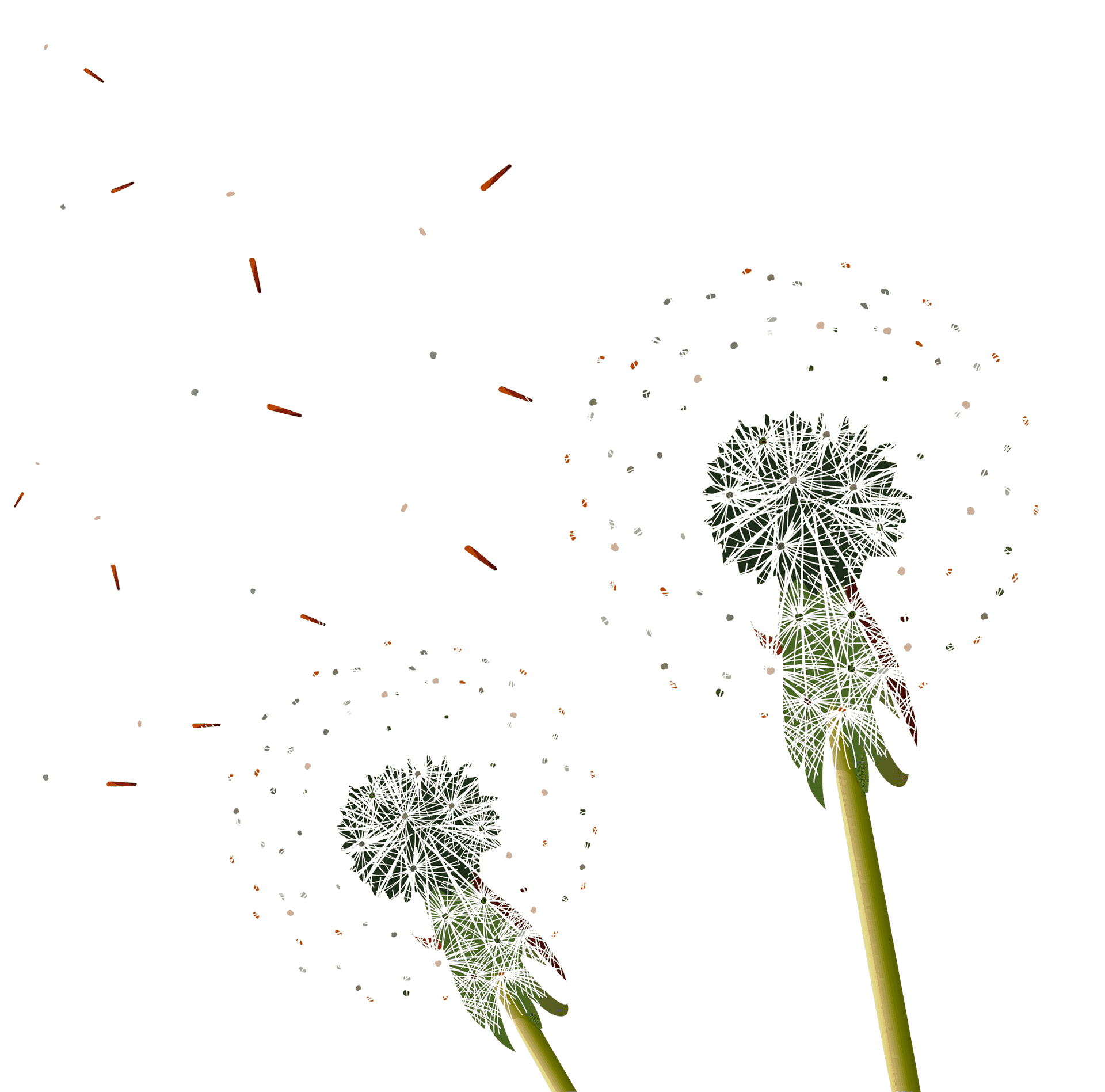 Dandelion Seeds Blowingin Wind PNG Image